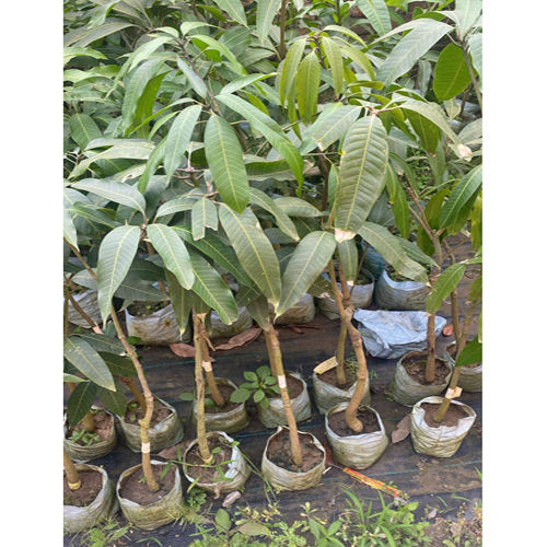 3 Star Mango Plant