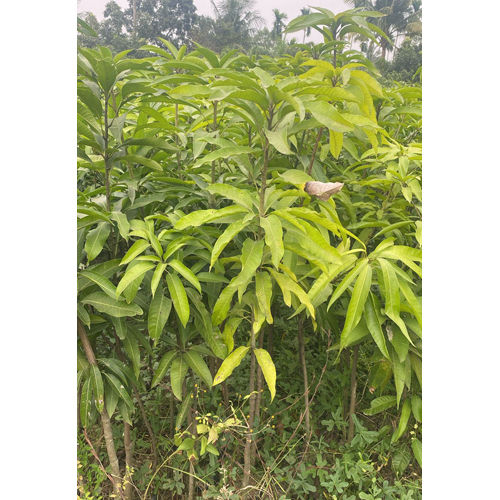 Chousa Mango Plant