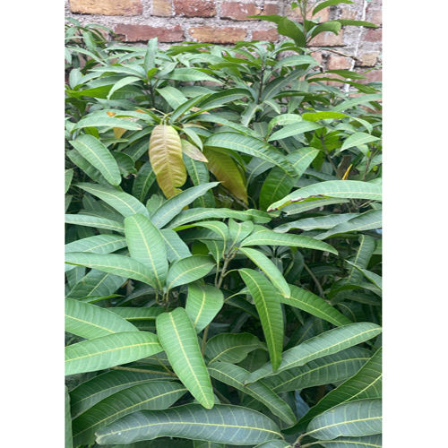 Different Available Chakpat Mango Plant