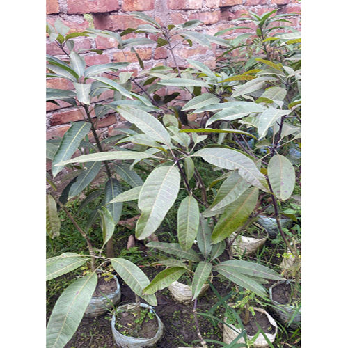 Black Stone Mango Plant