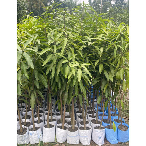 Mollika Mango Plant