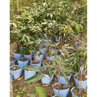 Mojafarpur Litchi Plant - Customized Sizes Available, Sweet Fruit With Health Benefits, Different Breeds And Colors