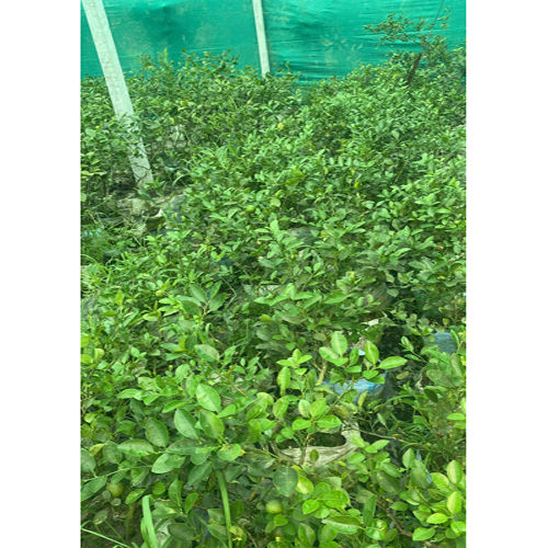 Kagjee Lemon Plant