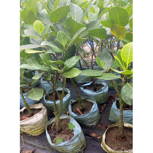 Red Jackfruit Plant