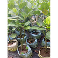 Red Jackfruit Plant