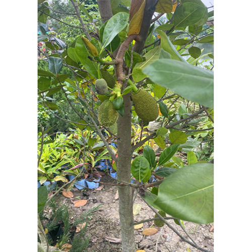 Different Available Jackfruit Plant