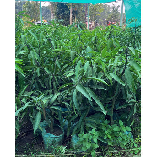Vastara Mango Plant