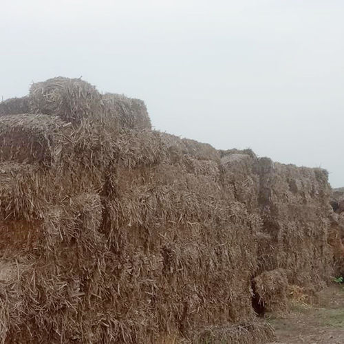 Cane Straw Bales