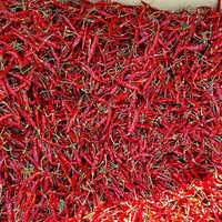 Dry Red Chilli