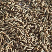 Cumin Seeds