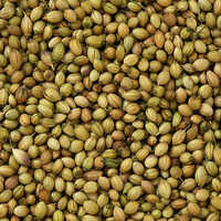 Coriander Seeds