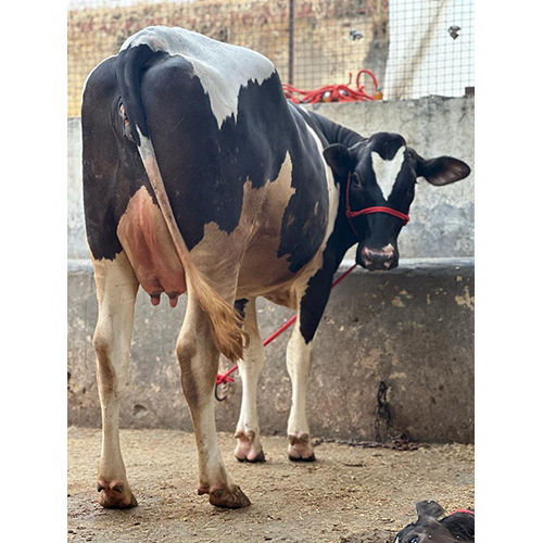 Holstein Friesian Breed Cow