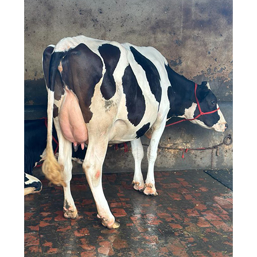 Pure HF Cow At Best Price In Kurukshetra, Pure HF Cow Trader