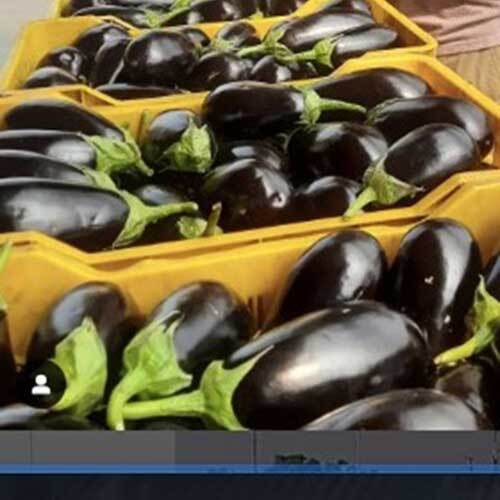 Fresh Brinjal