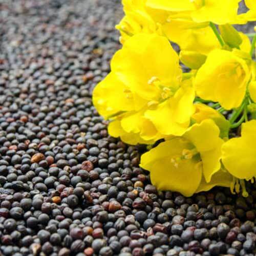 Rapeseed Seed