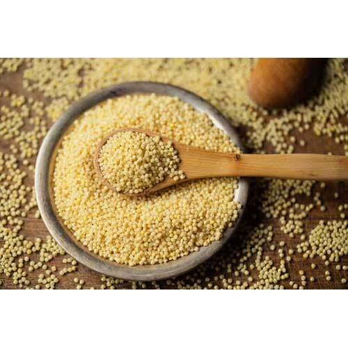 Foxtail millet