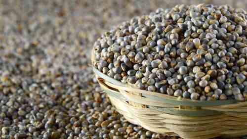 Green Millet - Application: Food