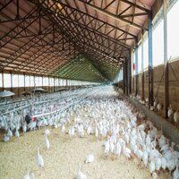 Poultry Shed