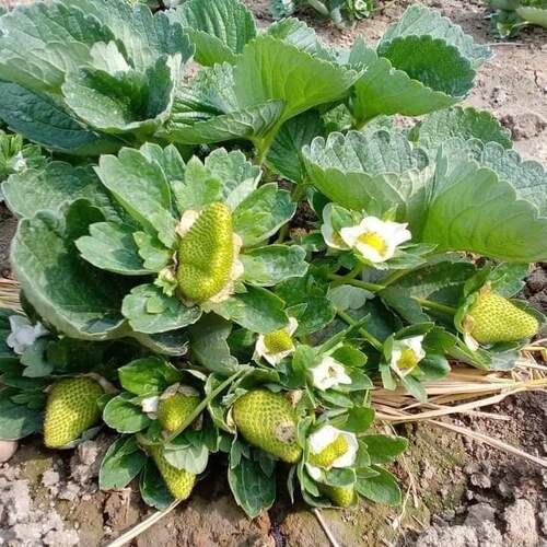 Strawberry Plants