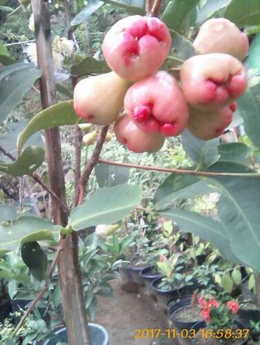 White Red Water Apple Plant