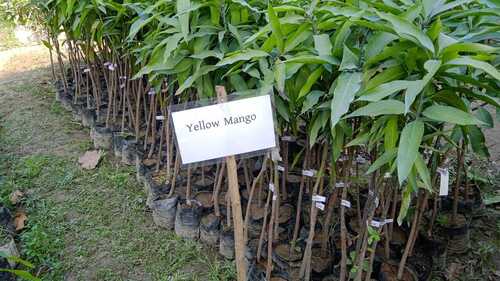 Yellow Mangos Plants