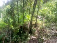 Bamboo Poles