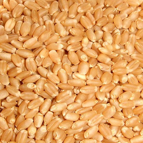 Wheat Seed