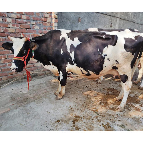 Black Dairy Farm Hf Cow at Best Price in Karnal | Mintu Dairy Farm