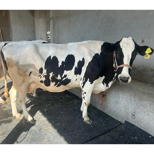 High Yield Dairy Farm HF Cow