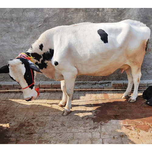 Pure Indian HF Cow