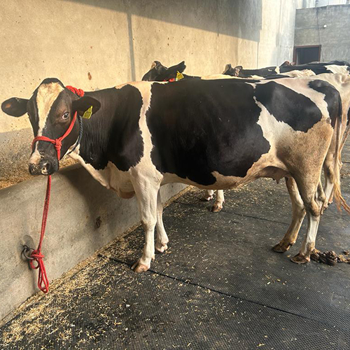 Indian Dairy Farm HF Cow