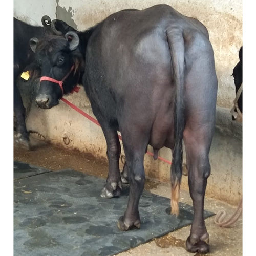 Black Murrah Buffalo Gender: Female