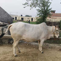 White High Yield Tharparkar Cow