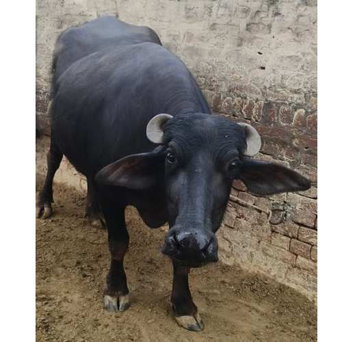 Indian Dairy Farm Murrah Buffalo