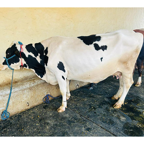 White Dairy Cattle Hf Cow