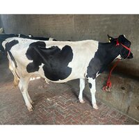 Indian Dairy HF Cow