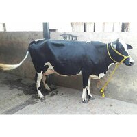 Indian Dairy HF Cow