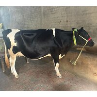 Indian Dairy HF Cow
