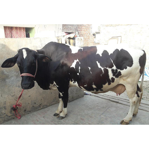 Indian Dairy HF Cow