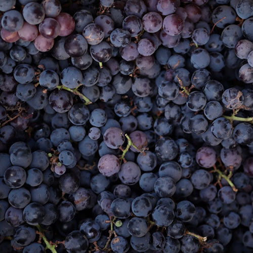 Common Fresh Black Grapes