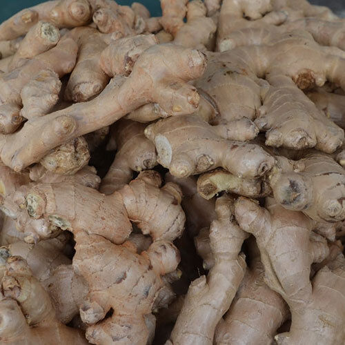 Fresh Ginger Moisture (%): Nil