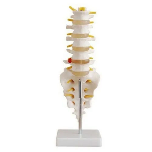 85 Cm Spine Model