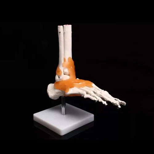 PVC Ankle Joint Model