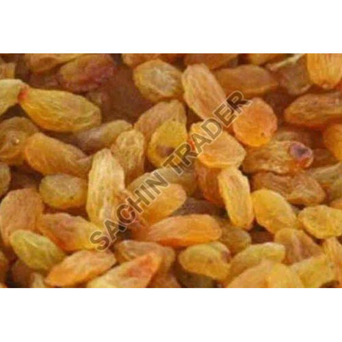 Common Golden Raisin