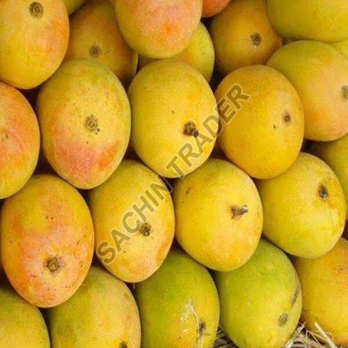 Common Fresh Devgad Mango