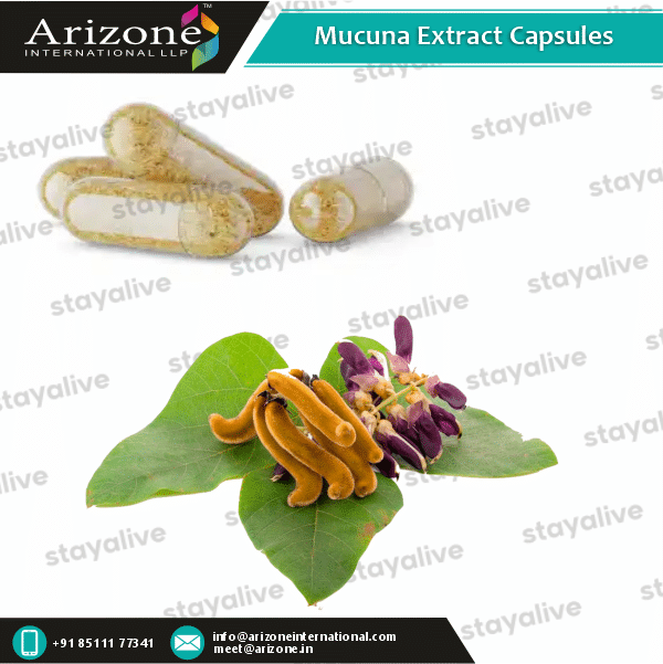 Mucuna Extract Capsules