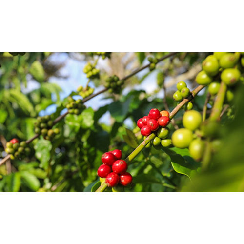 Robusta Canephora Coffee Beans