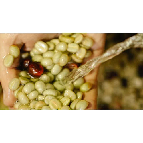 Unwashed Robusta Coffee Beans