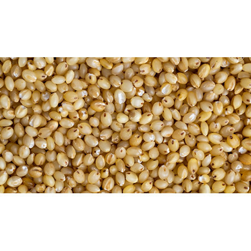 Foxtail Millets