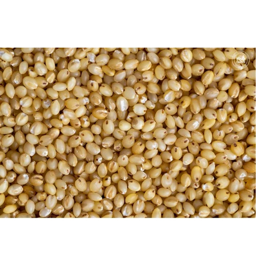 Foxtail Millets
